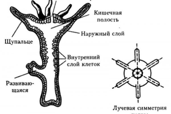 Правильная ссылка на кракен